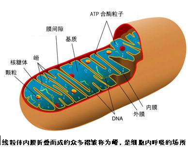人体内线粒体能影响泰国试管婴儿成功率?