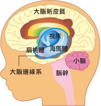 试管婴儿技术会影响胎儿的智力吗?