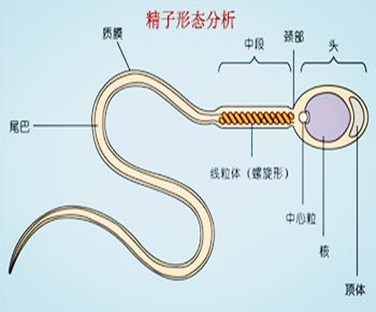精液中没有精子能不能做泰国试管婴儿?