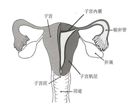 子宫内膜环境还会影响泰国试管婴儿移植成功率?!