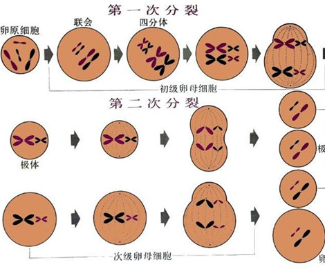 泰国试管婴儿取出的卵母细胞未成熟怎么办?