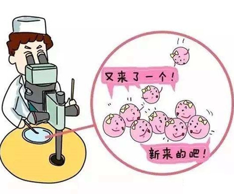 泰国试管婴儿难道不是取卵数目多点好吗?