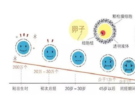 泰国试管婴儿能控制取卵的数量吗?