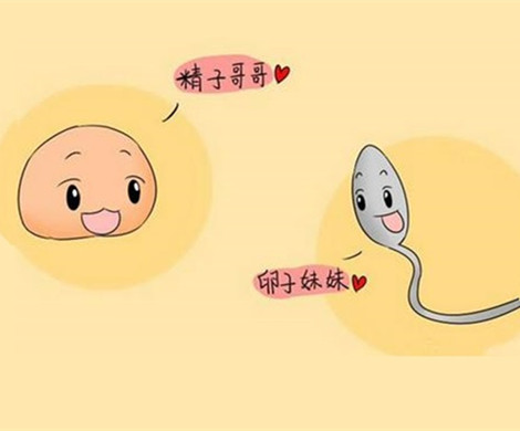 泰国试管婴儿怎么保护卵子质量不下降?