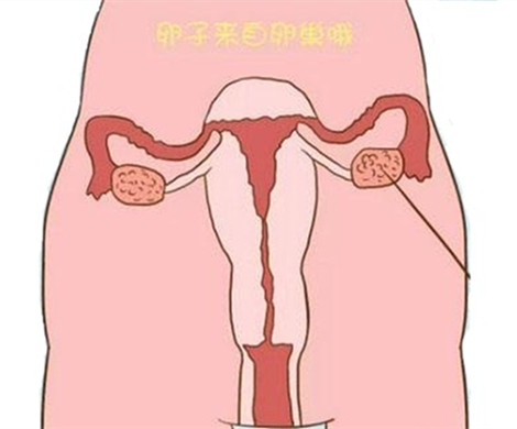 试管婴儿周期卵子质量差可能被这个影响了