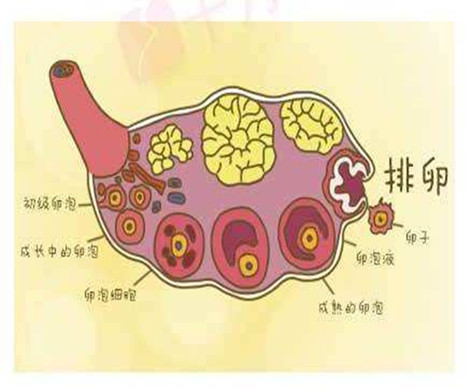 女性不排卵就意味着不能怀孕,什么原因造成排卵功能异常呢?