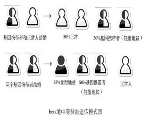 地中海贫血症做试管婴儿能有效避免患儿出生吗?