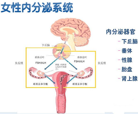 当试管婴儿碰上排卵障碍怎么办