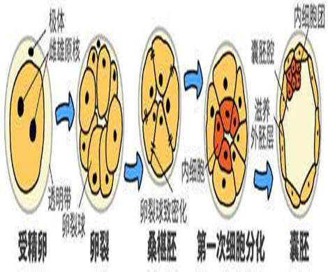 泰国试管婴儿里的囊胚培养技术是什么?