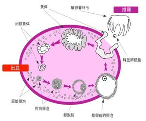 卵泡监测是什么作用?为什么要做卵泡监测