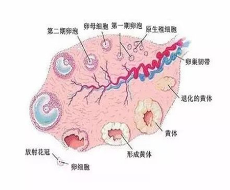 泰国试管婴儿如果取出未成熟卵子还能配对吗?